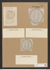 Campylodiscus triumphans A. Schm. (de-Toni-Nr.: Genus 57, Species 2446) Zeichnungen Sammlung Grunow Nr. 4913 (NHMW-BOT-W0373117)